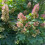 Eichenblatthortensie Burgundy 2L 1