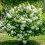 Viorne obier Roseum 2L 1