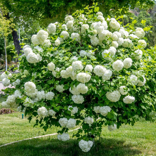 Viorne obier Roseum 2L