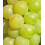 Winorośl Refren 2L 4