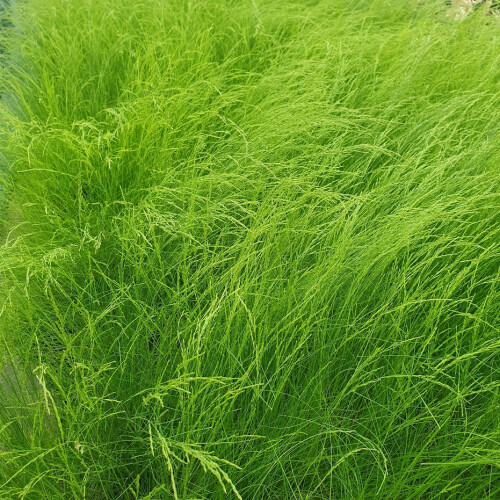 Kostrzewa Walberla 1L 2
