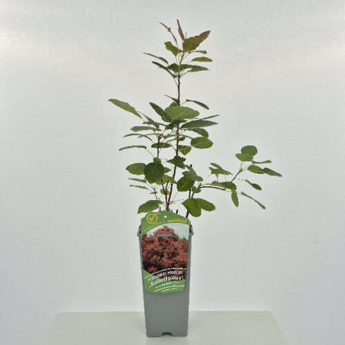 Perukowiec Podolski  Rubrifolius 2L 1