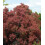 Perukowiec Podolski  Rubrifolius 2L 3