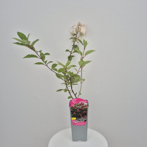 Hortensja Wim's Red (PBR) bukietowa 2L 1