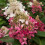 Hortensja Wim's Red (PBR) bukietowa 2L 3