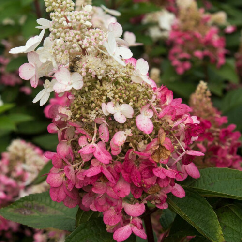 Hortensja Wim's Red (PBR) bukietowa 2L 2