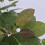 Perukowiec Podolski  Rubrifolius 2L 5
