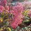 Hortensja Wim's Red (PBR) bukietowa 2L 4
