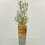 Rokitnik Orange Friesdorfer samopylny 2L 2