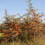 Argousier Orange Friesdorfer, autogame 2L 3