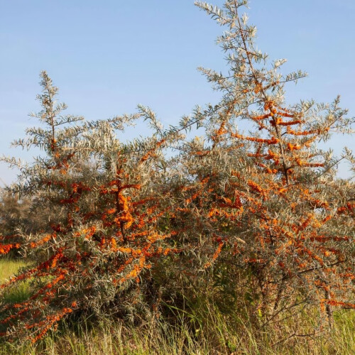Rokitnik Orange Friesdorfer samopylny 2L 2