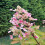 Hortensja Wim's Red (PBR) bukietowa 2L 5
