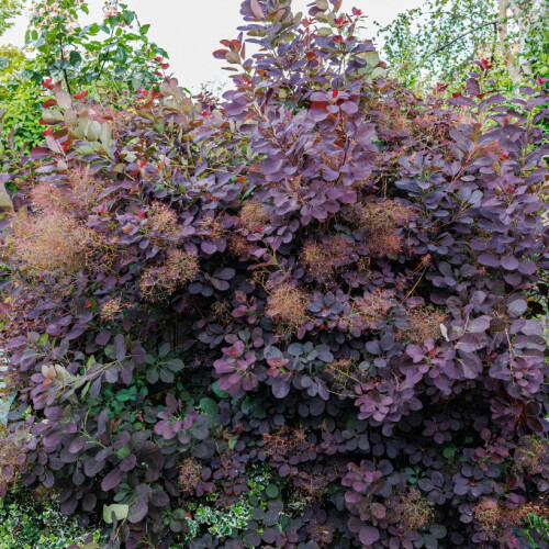 Perückenstrauch Royal Purple 2L