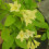 Krzewuszka Middendorfa 2L 4