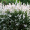 Salix integra Hakuro- Nishiki 2L 1