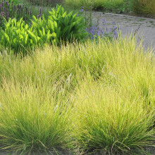 Trawa Sesleria jesienna 1L