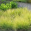 Trawa Sesleria jesienna 1L 1
