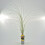 Miskant chiński Morning Light 2L 2