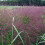 Rutenhirse Warrior  1L 1
