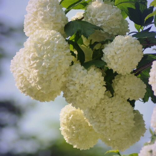 Kalina Koralowa Roseum 2L 1