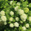 Kalina Koralowa Roseum 2L 3