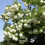 Kalina Koralowa Roseum 2L 4