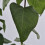 Gemeine Flieder Primrose 2L 5