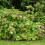 Eichenblatthortensie Burgundy 2L 4
