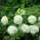 Kalina Koralowa Roseum 2L 5