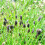 Sesleria di Sadler 1L 1