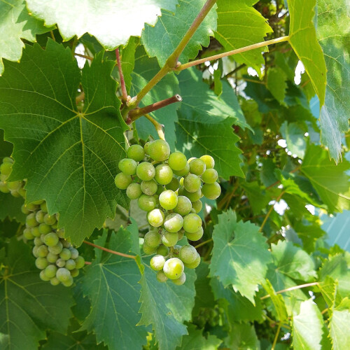 Winorośl Supaga 2L 1