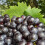 Weinrebe Nero 2L 4