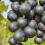 Weinrebe Muscat Bleu 2L 4