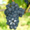 Weinrebe Nero 2L 5