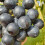 Weinrebe Muscat Bleu 2L 5