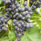 Winorośl Muscat Bleu 2L 5