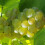 Vite Solaris 2L 4
