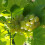 Vite Solaris 2L 5