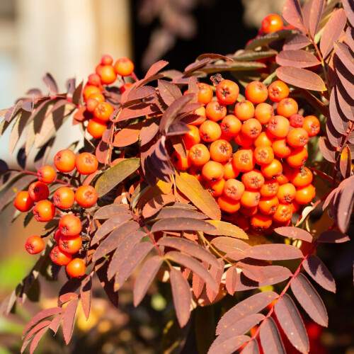 Rowan Krasavica 2L 1