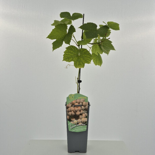 Winorośl Einset Seedless bezpestkowa 2L 1