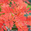 Rowan Krasavica 2L 4