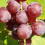 Winorośl Einset Seedless bezpestkowa 2L 3