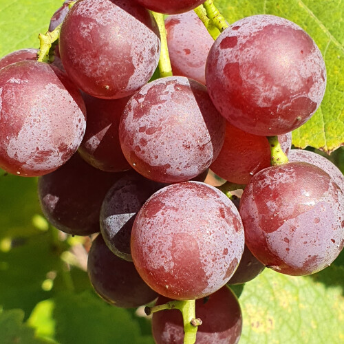 Winorośl Einset Seedless bezpestkowa 2L 2