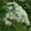 Rowan Krasavica 2L 5