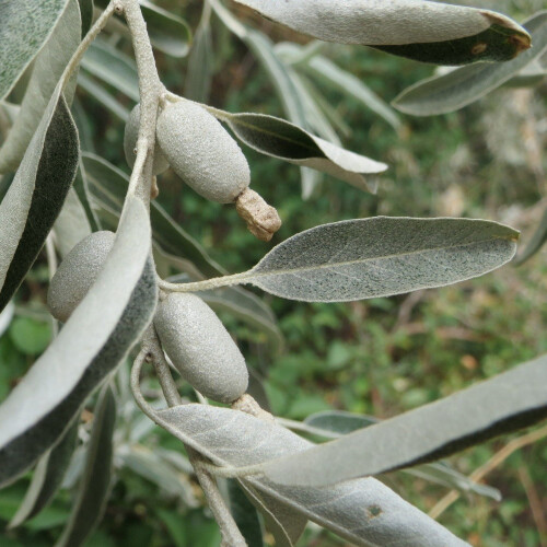 Oliwnik baldaszkowy 2L 2