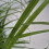 Erba di fontana Black Beauty 1L 3