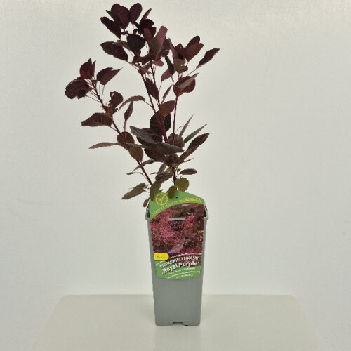 Perukowiec Podolski Royal Purple 2L 1