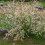 Salix integra Hakuro- Nishiki 2L 3