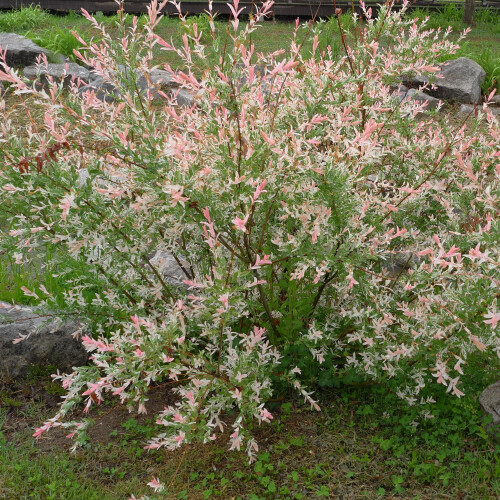 Salix integra Hakuro- Nishiki 2L 2