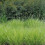 Trawa Sesleria jesienna 1L 2